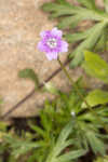 Longstalk cranesbill